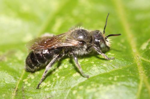 Réf. 334 759 : Hoplitis adunca